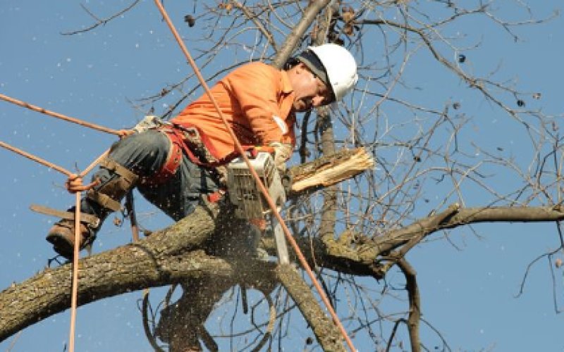 Mission Viejo Tree Service Co. — Tree service in Mission Viejo