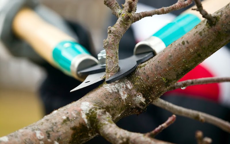 Upright Tree Service of Mission Viejo — Tree service in Mission Viejo