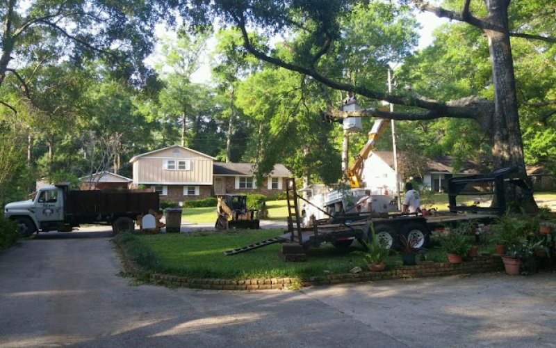 Alabama Tree Surgeons