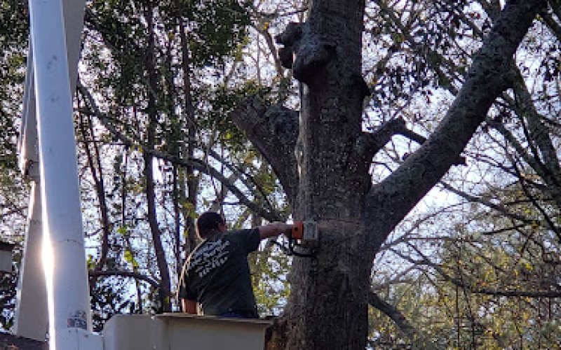 Chestang Tree Service