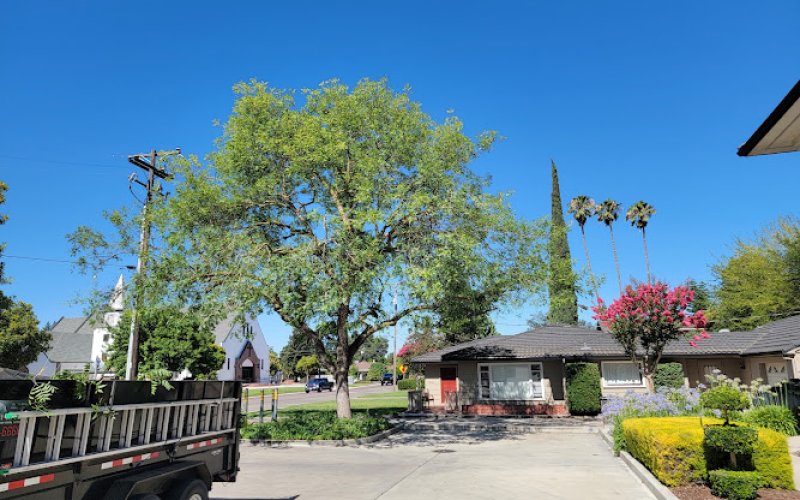 American Tree Service