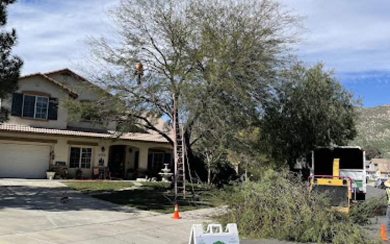 Green Vision Tree Service — Tree service in Moreno Valley