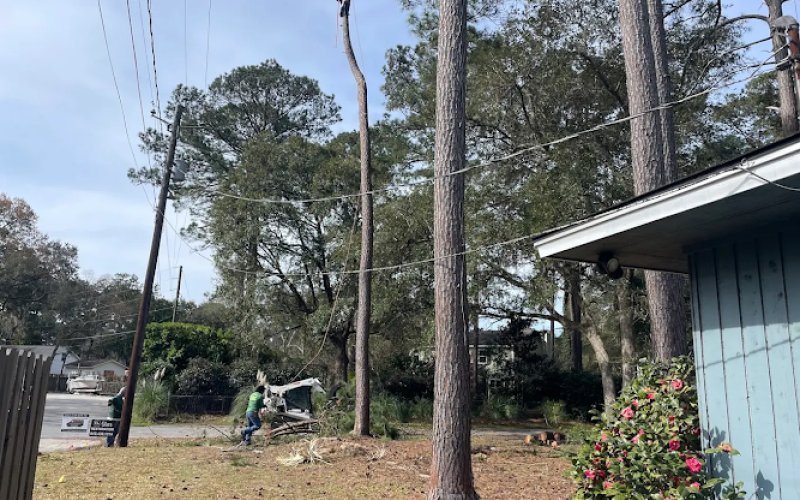 Moreno Valley Tree Services — Tree service in Moreno Valley