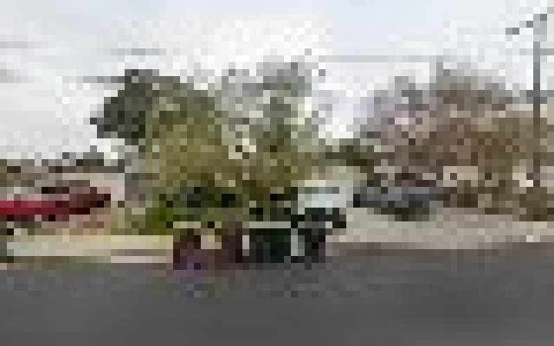 Pinedo Tree Service — Tree service in Moreno Valley