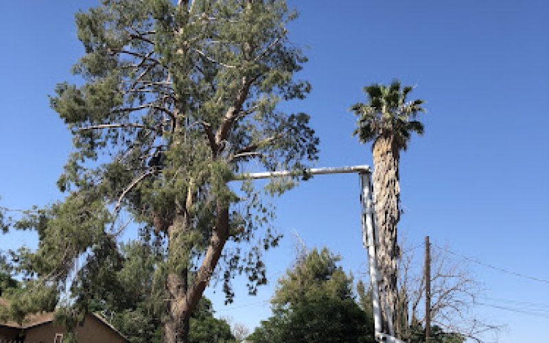 Valley Tree Care Inc — Tree service in Moreno Valley