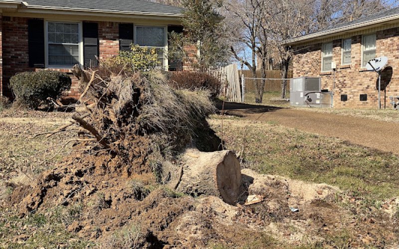 All American Tree Service — Tree service in Murfreesboro