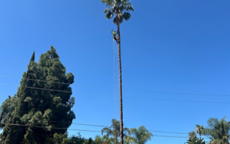 All Clear Tree Care