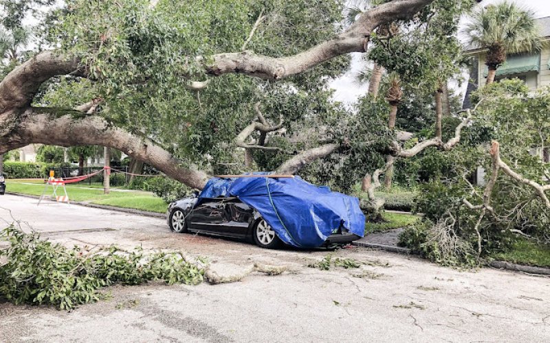 Quality Tree Service Temecula