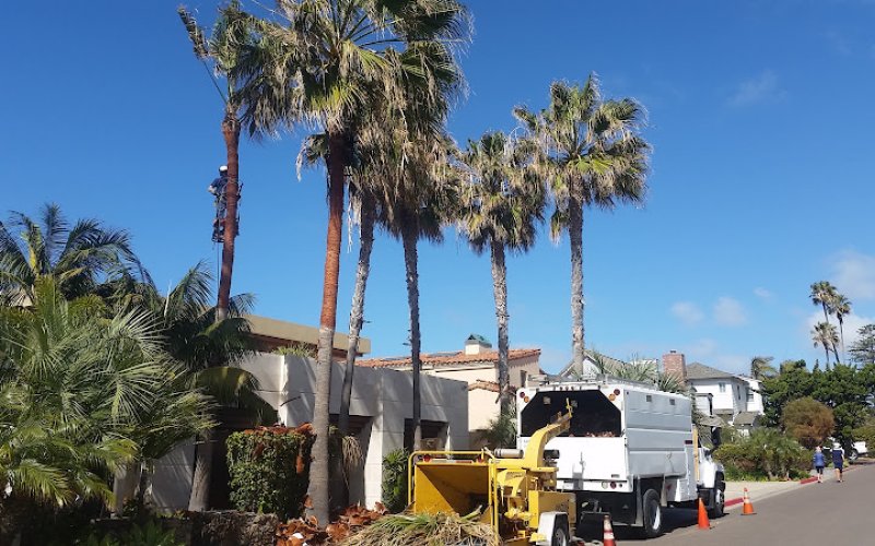 San Diego Tree Care