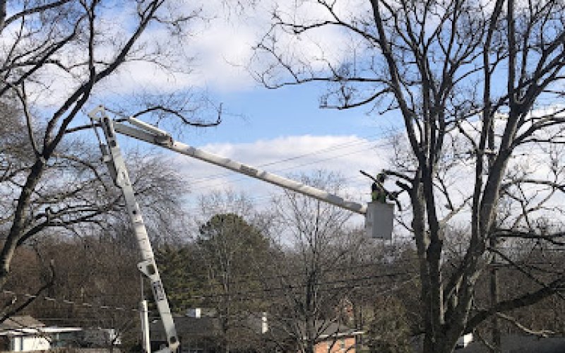 AG Tree Care — Tree service in Nashville