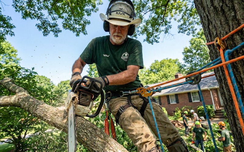 The Certified Arborist Tree Service — Tree service in Nashville