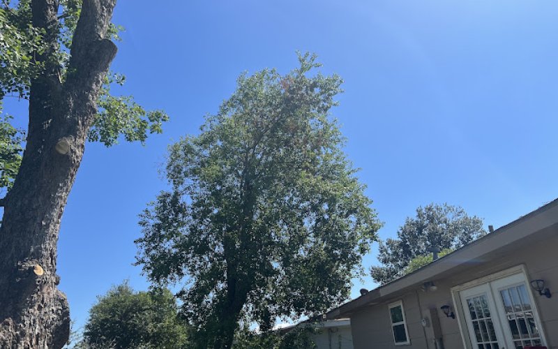 Audubon Tree Care LLC