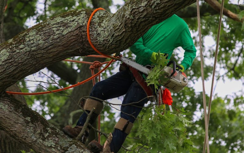 NYC Tree Trimming & Removal