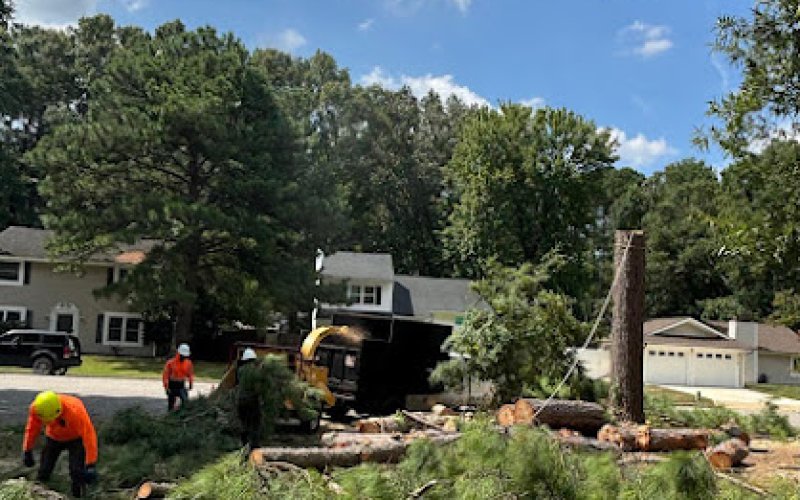 E&D expert tree service LLC — Arborist service in Newport News