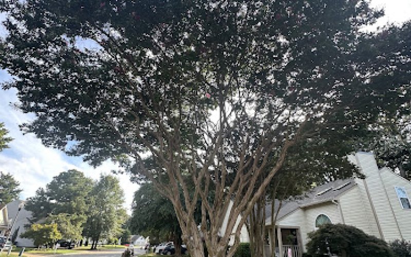 JTrees LLC — Tree service in Newport News