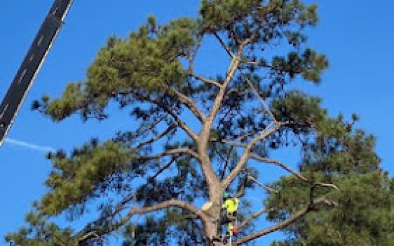 Arbor Tree Care Inc.