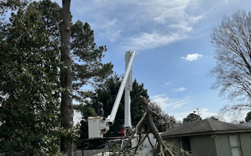 Beach Tree Care