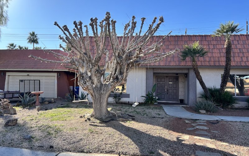 Las Vegas urban tree care