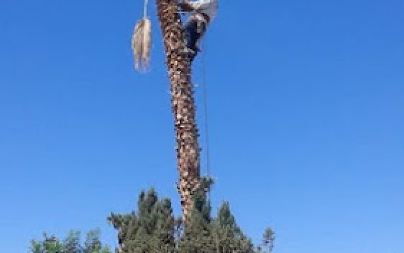 tree service