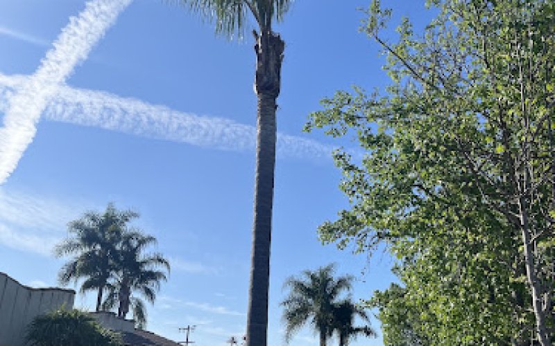 4D TREE SERVICE INC