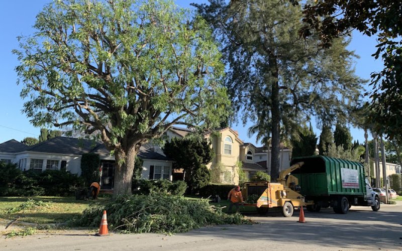 Discount Tree Care Arborist, Inc.