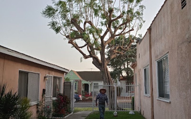 San Pedro Tree Services