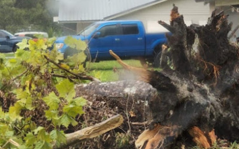 Ridge Tree Trimming Service