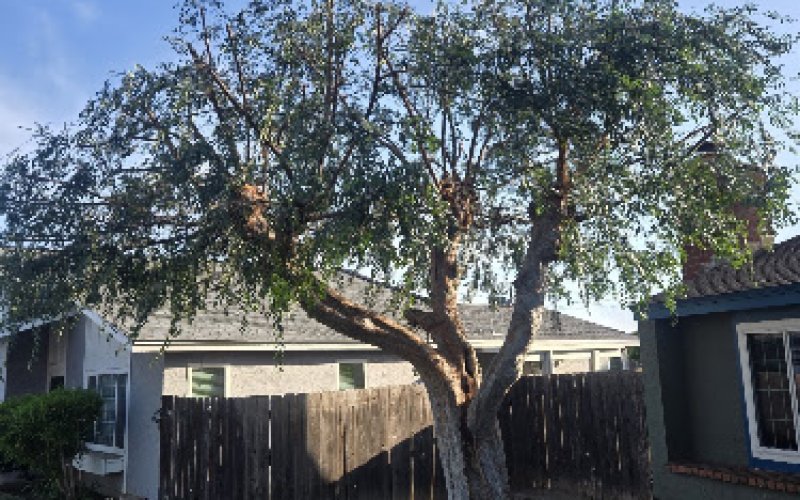 24 Seven Tree Service
