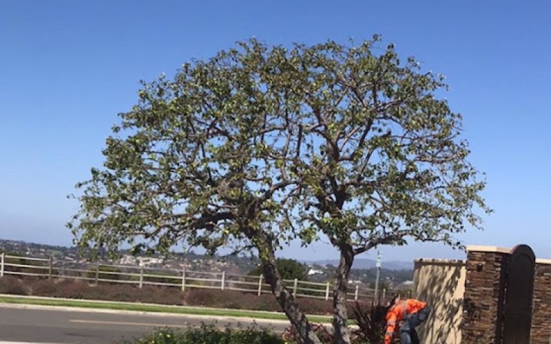 Go Green Tree Service