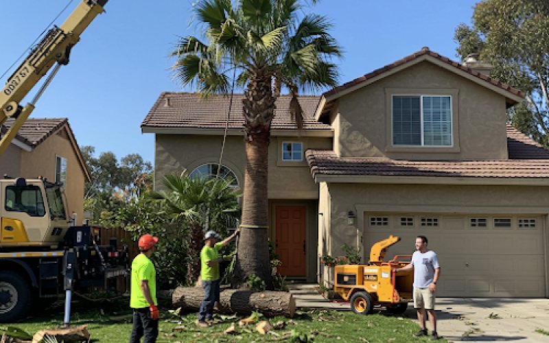 Oceanside Tree Service Experts