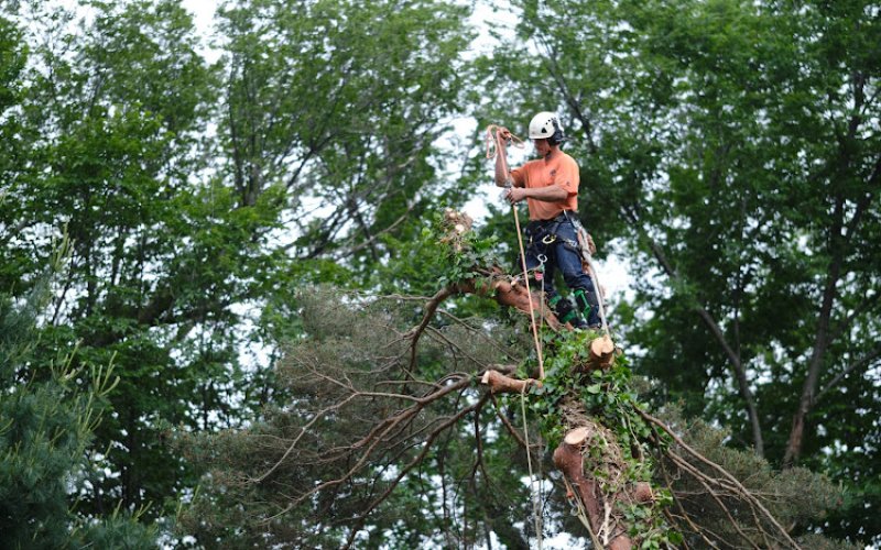 Frew's Tree Care