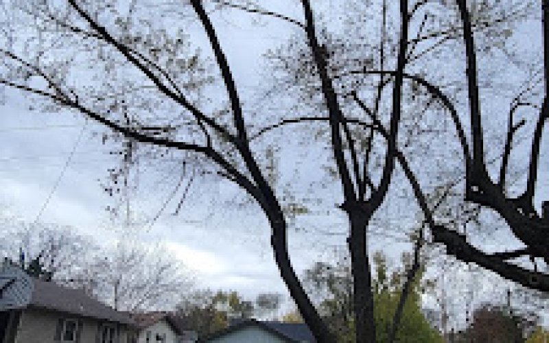 Midwest Tree