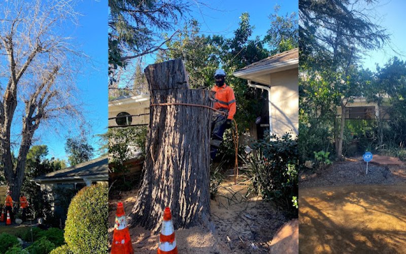 California Arbor Care
