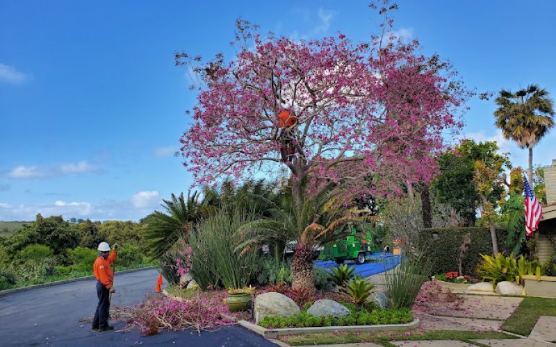 Environmental Green Tree Care/ Killelea Landscape