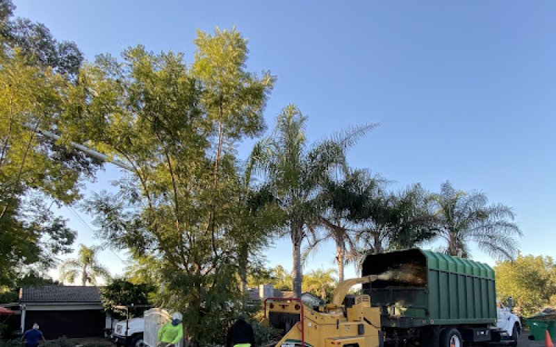 Premier Tree Experts