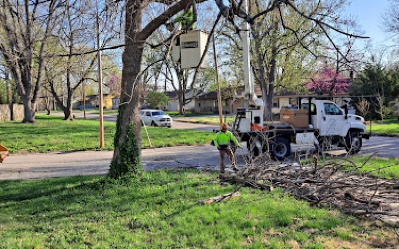 Eisenhower Tree Care