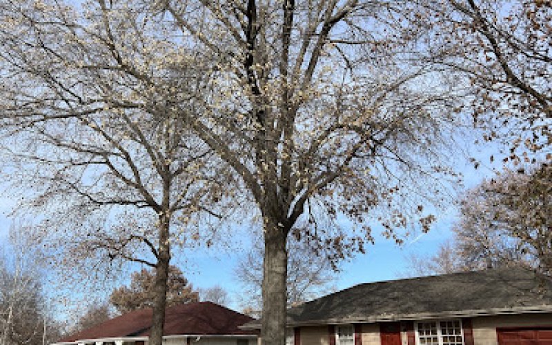 Zelfer Tree Crew LLC