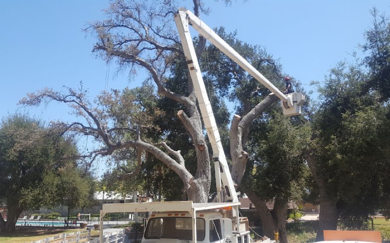 A-1 PACIFIC TREE MAINTENANCE INC. CERTIFIED ARBORIST #6290 — Tree service in Palmdale