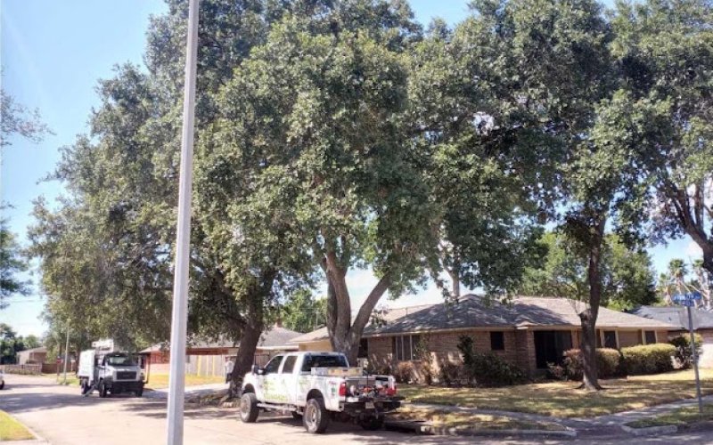 Evergreen Tree Service