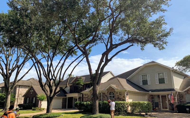 Southeast Tree