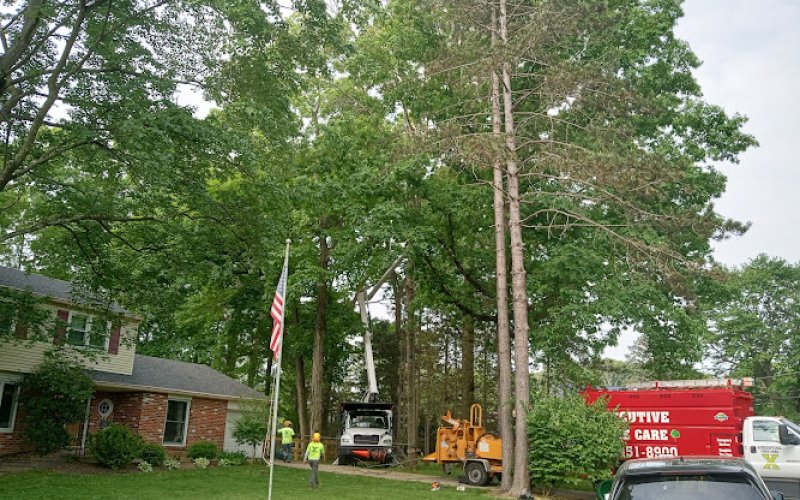 Executive Tree Care