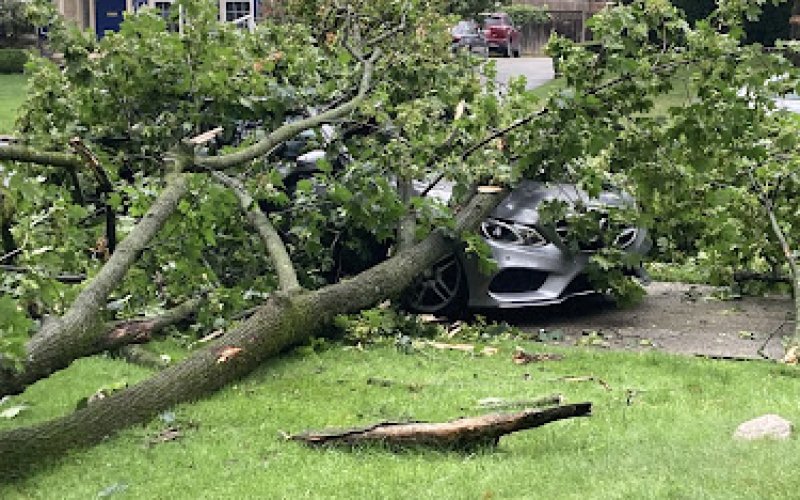 JP Tree Service