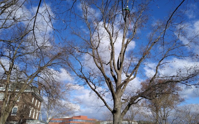 Liberty Tree and Landscape Management