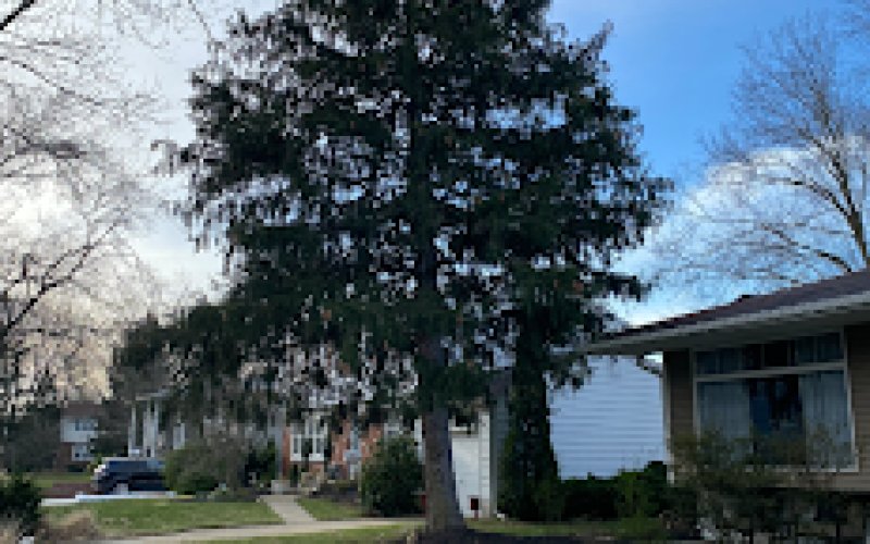Philadelphia Tree Works