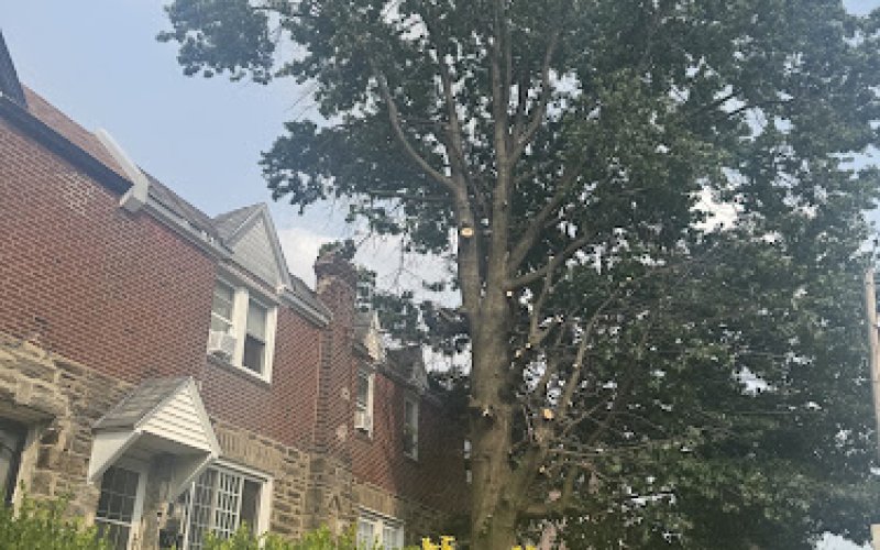 Prestige Tree Service