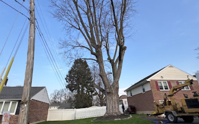 Rapid Tree Care