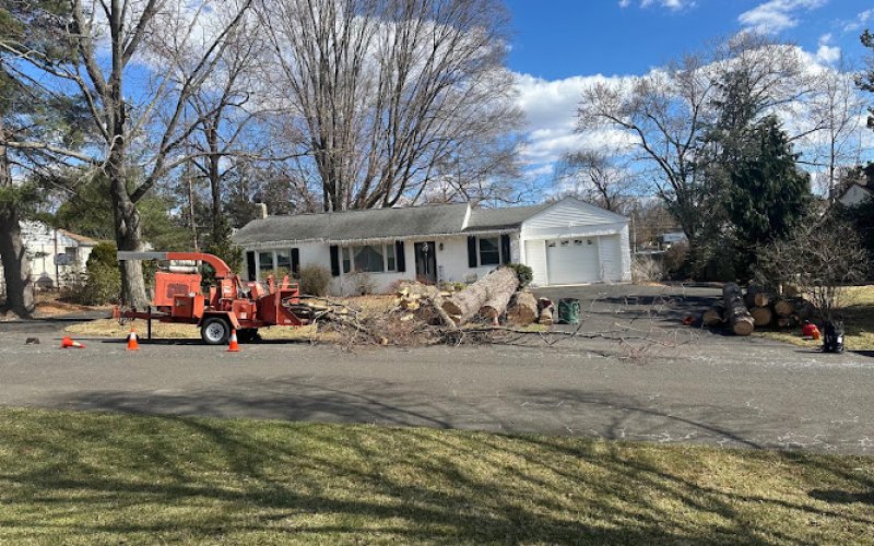 Santos Tree Services