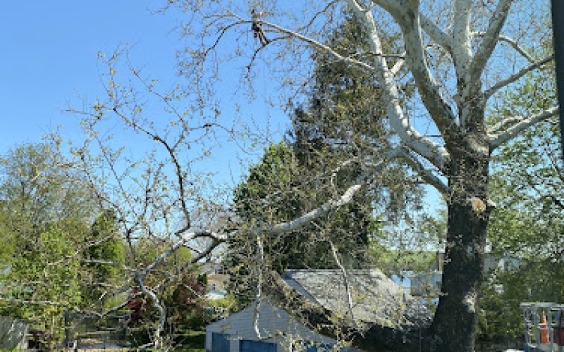 Shechtman Tree Care, LLC