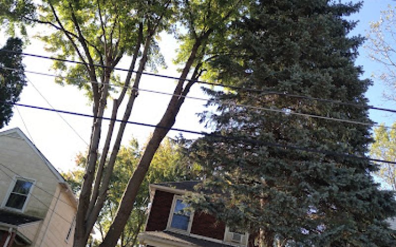 Carl’s Tree Service-Landscaping