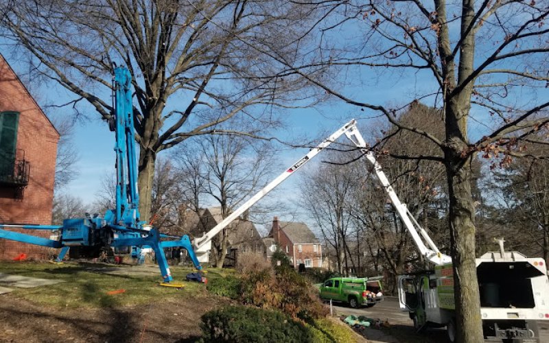 Greater Pitt Tree Service LLC
